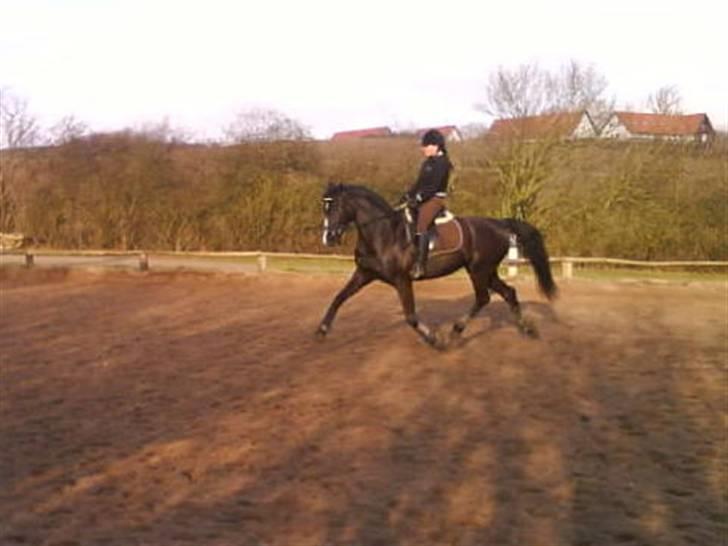 Dansk Varmblod Lucky to B - vild DYR .........<3 billede 17