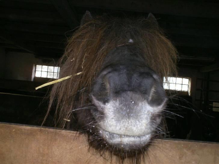 Shetlænder Søndergårds Fie II - Håhå Fie, hvad laver du? billede 2