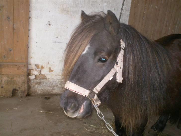 Shetlænder Søndergårds Fie II - Fies søde hoved :´) billede 3