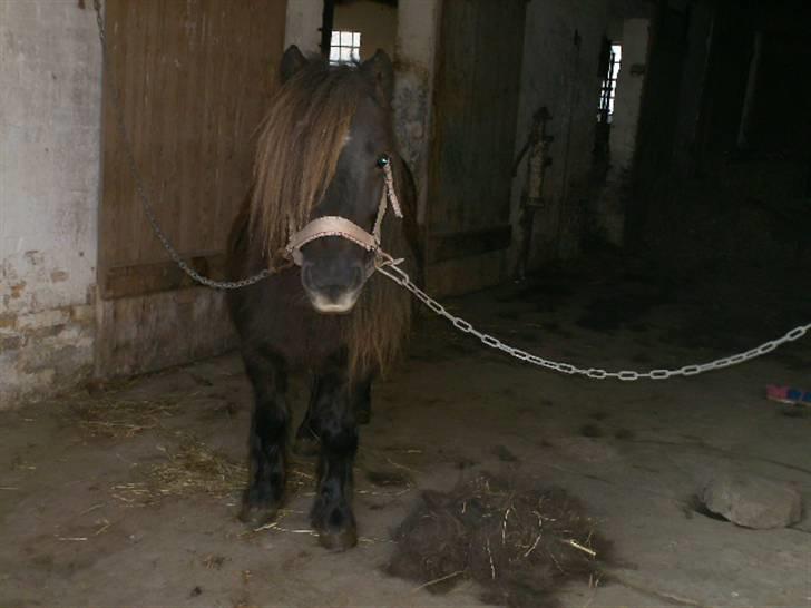 Shetlænder Søndergårds Fie II - Haha, man kan roligt sige at Fie fik nogle hår af efter jeg havde striglet hedne xD billede 4