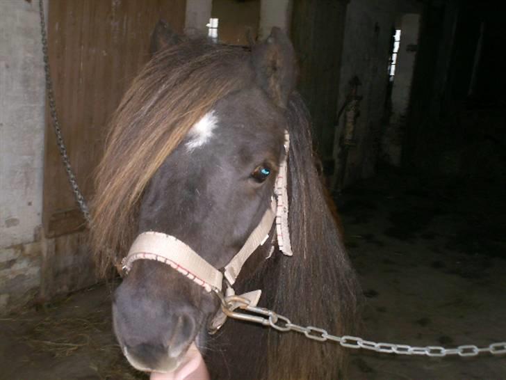 Shetlænder Søndergårds Fie II - Fie rækker tunge :P billede 5