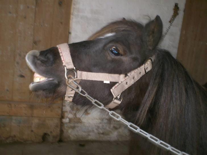 Shetlænder Søndergårds Fie II - Fie flehmer :) billede 6