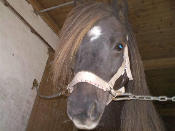 Shetlænder Søndergårds Fie II - Hehe Fie Fie billede 7