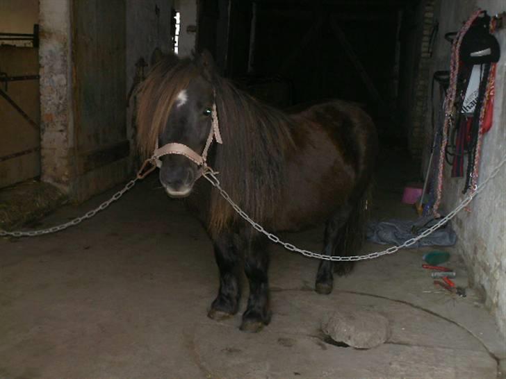 Shetlænder Søndergårds Fie II - Ny striglet Fie :) billede 8