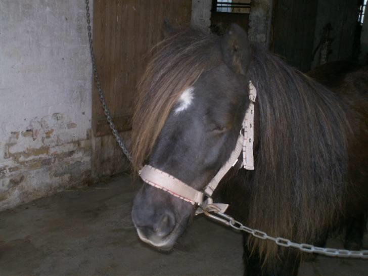 Shetlænder Søndergårds Fie II - Fie sover vidst? :P billede 9