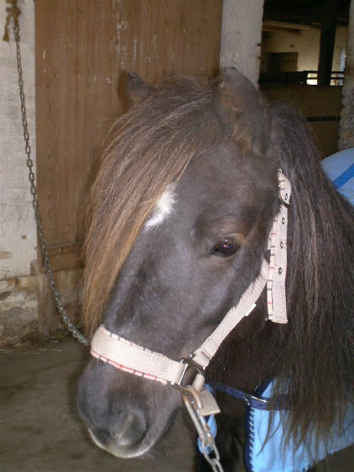 Shetlænder Søndergårds Fie II - Fies hoved ;) billede 10