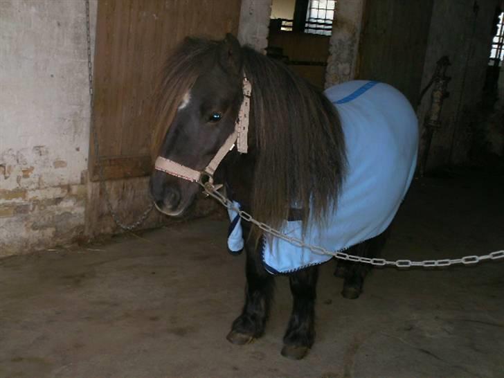 Shetlænder Søndergårds Fie II - Fie med sit fleecetæppe på :P billede 11