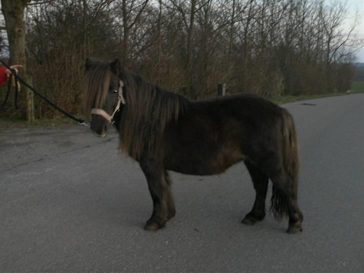 Shetlænder Søndergårds Fie II - Fie udenfor :) billede 12