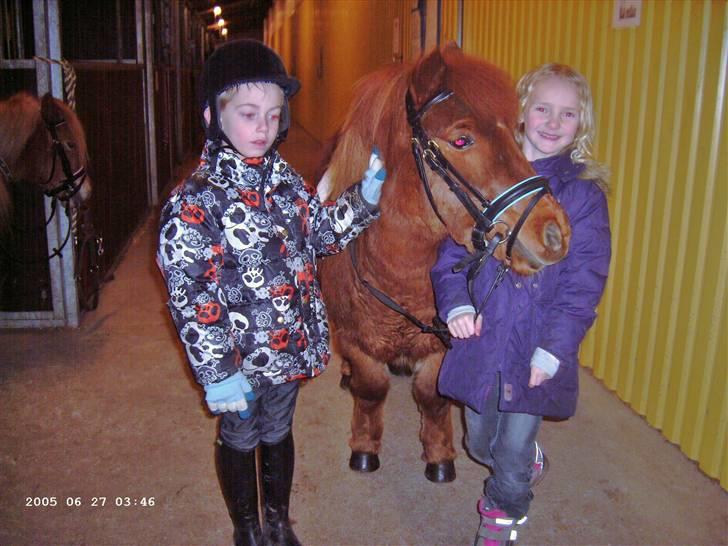 Shetlænder Hugo (ferrai) - Så er Hugo klar til en ridetur på rideskolen billede 2