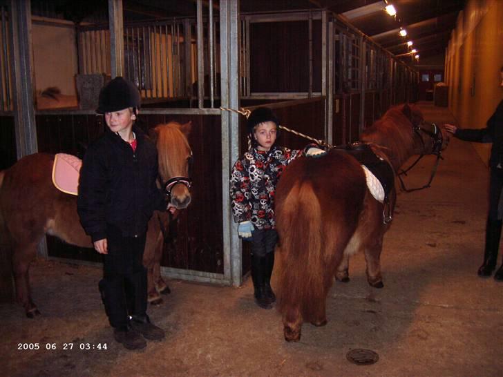 Shetlænder Hugo (ferrai) billede 3
