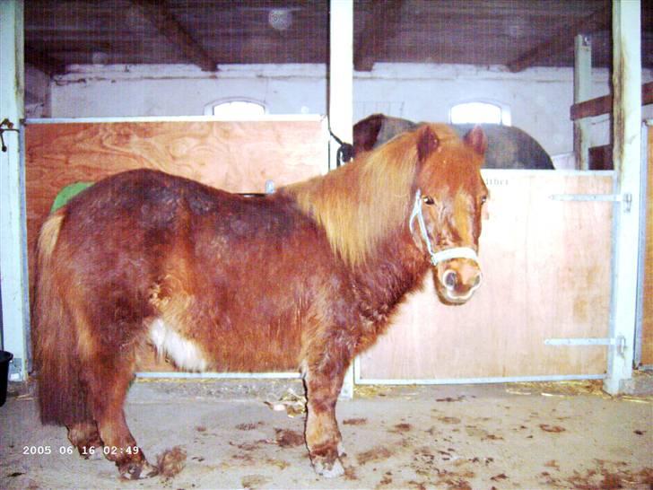 Shetlænder Hugo (ferrai) billede 4