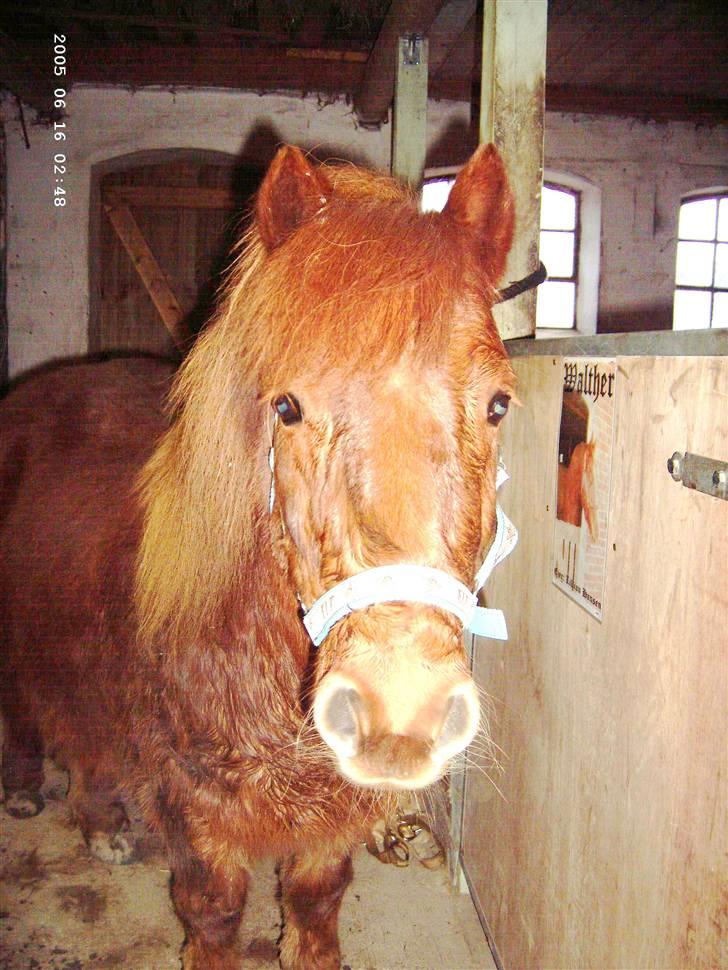 Shetlænder Hugo (ferrai) billede 5
