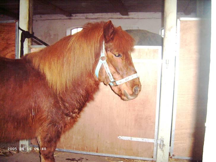 Shetlænder Hugo (ferrai) billede 6