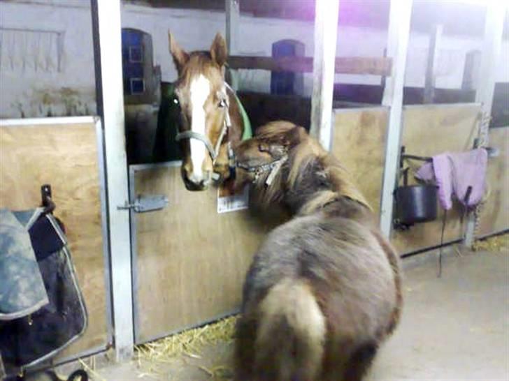 Shetlænder Hugo (ferrai) billede 7