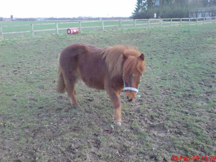 Shetlænder Hugo (ferrai) billede 8
