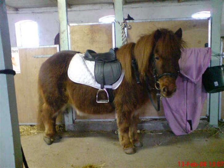 Shetlænder Hugo (ferrai) billede 9