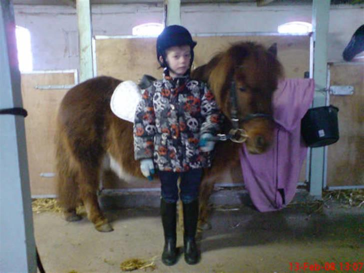 Shetlænder Hugo (ferrai) billede 10