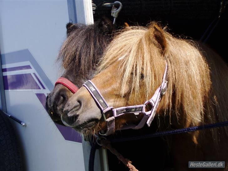 Shetlænder Søndergårds Frida - Frida og hendes bedste ven Jessica i traileren på Dorthealyst :D billede 1