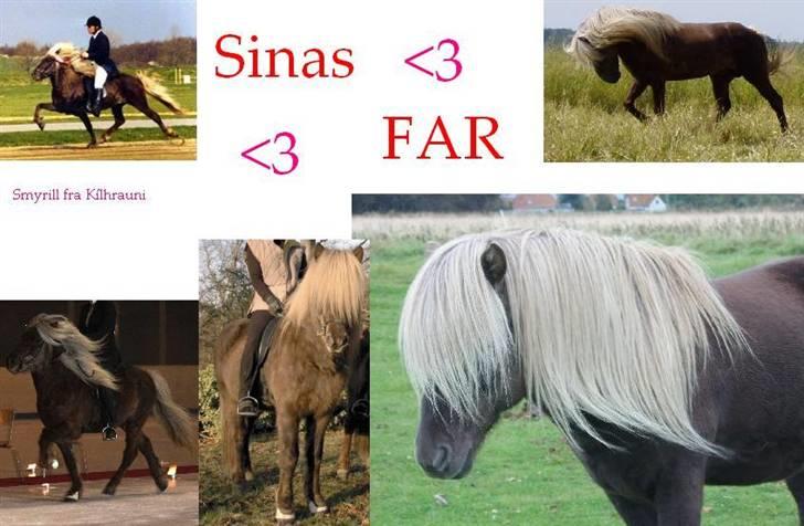 Islænder Sina - Sinas far <3  billede 4