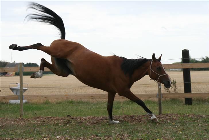 Anden særlig race Yazmin - elastisk hest :D hehe billede 13