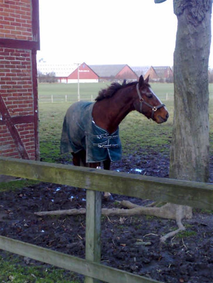 Anden særlig race Walther R.I.P elsker dig billede 14