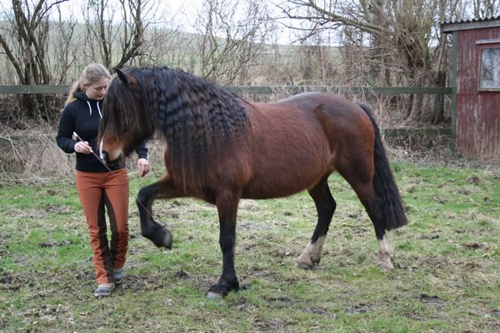 Welsh Cob (sec D) Kildegaards Rosie - Vi øver spanske skridt billede 1