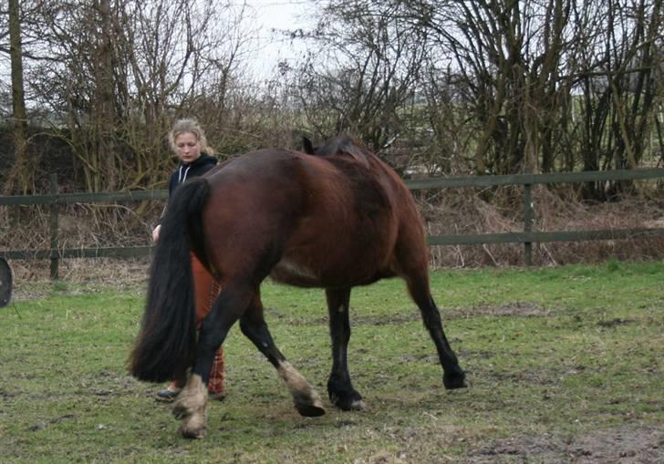 Welsh Cob (sec D) Kildegaards Rosie billede 2