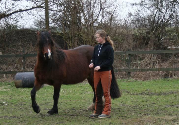 Welsh Cob (sec D) Kildegaards Rosie billede 3