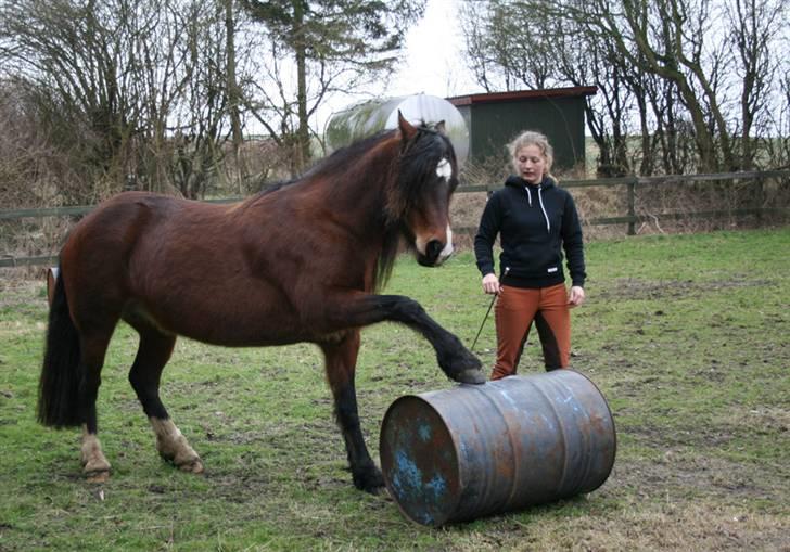 Welsh Cob (sec D) Kildegaards Rosie billede 8