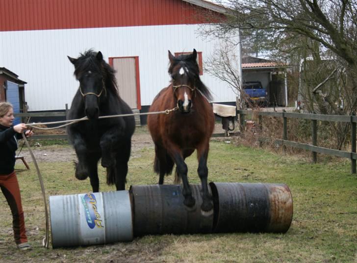 Welsh Cob (sec D) Kildegaards Rosie billede 12