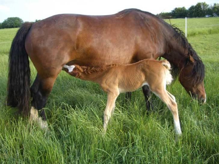 Welsh Cob (sec D) Kildegaards Rosie billede 13