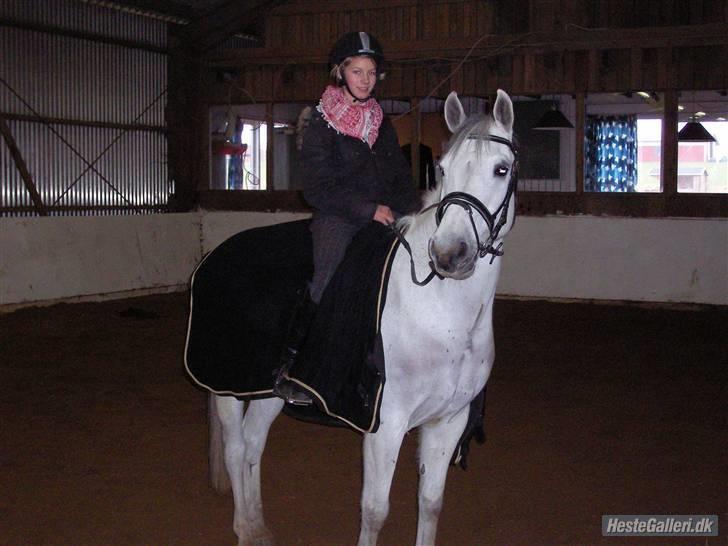 Tysk Sportspony Jonatan {AFLIVET} - ¤11¤  efter vi har redet dressur. foto: Mette Wulff<3 billede 11