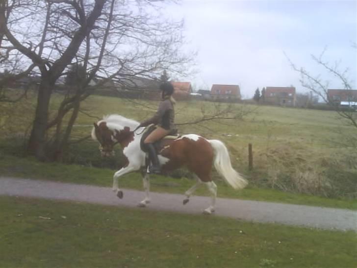Anden særlig race Cato-Boy  - 18| D. 3/4-08: Red en lille tur i Bækdalen (må ikke ride lange ture pga. genoptræning). Foto: Mor. Se fotoalbum for flere billeder fra denne dag. billede 18