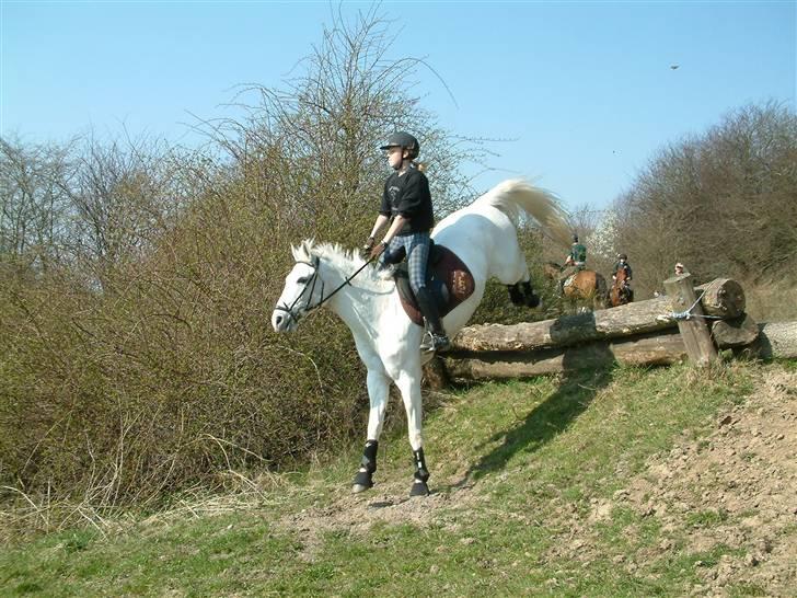 DSP sharon billede 6