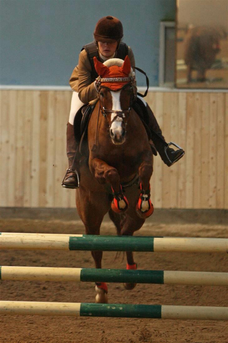 Welsh Pony (sec B) Creekmanns Cherie - Frederikshavn LA eller MB billede 5