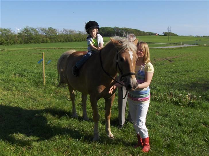 Haflinger Sisse  - Til storesøsters konfirmation, dengang min 3-årige fætter fik lige en trækketur:)  billede 18