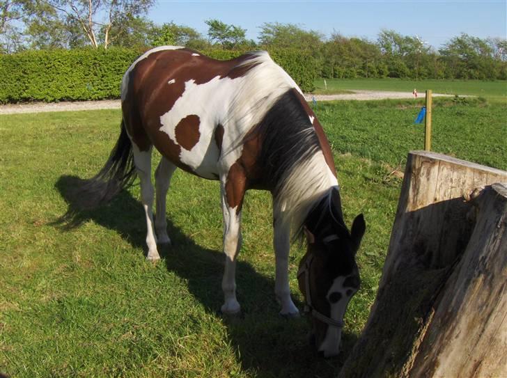 Anden særlig race Miss MoonLight - Moon Light med lang man, forår 07 billede 18