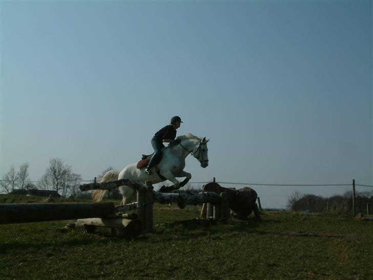 DSP sharon billede 8