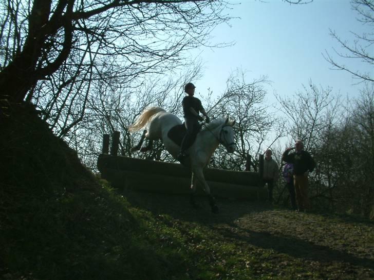 DSP sharon billede 9