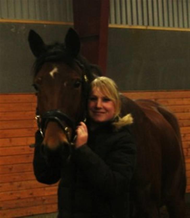 Hollandsk Varmblod Stifler billede 9