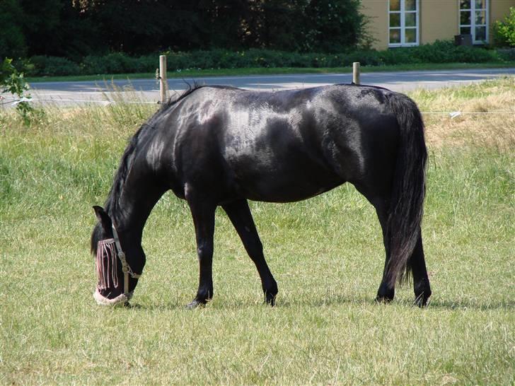 Oldenborg Okholms Gaia billede 6