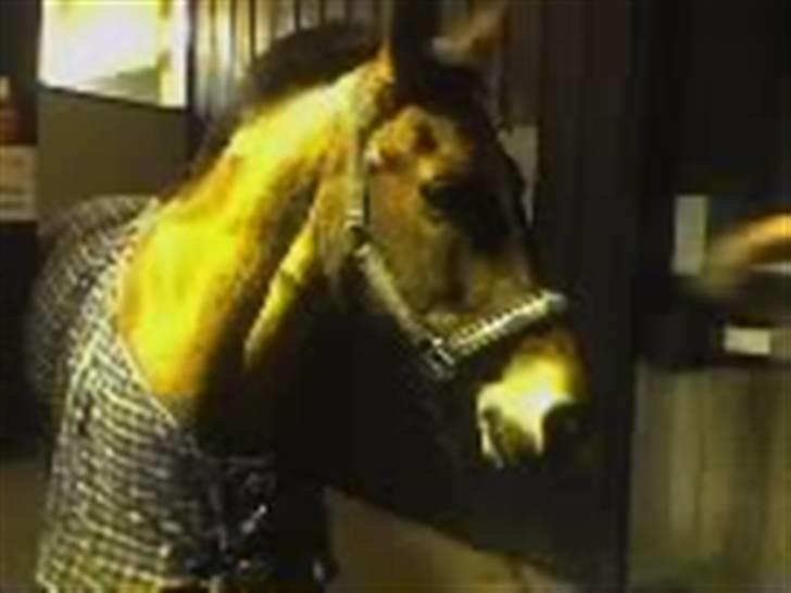 New Forest Borups Frida - den sidste dag med dig skat, den var forfærdelig!.<3 billede 8
