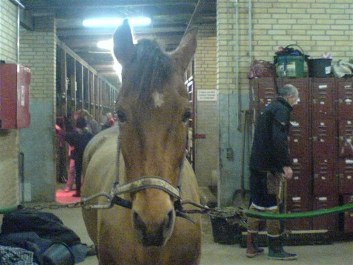 New Forest Borups Frida - den sidste dag med dig skat, jeg var så ked af det.<3 billede 9