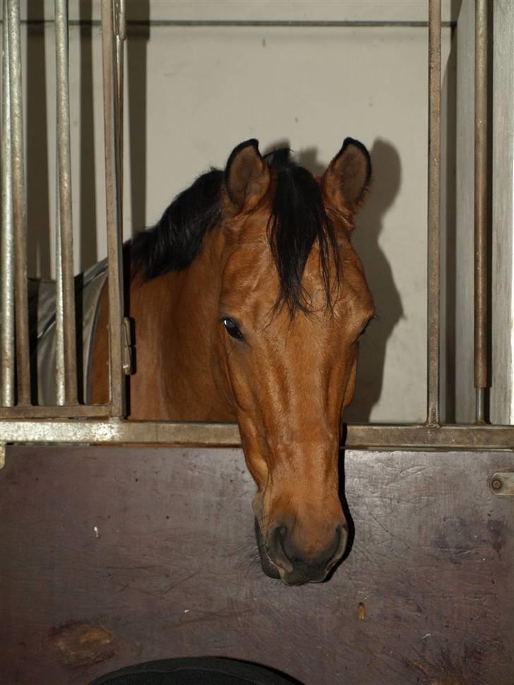 Dansk Varmblod Canut-B SOLGT - Farvel Canut billede 12