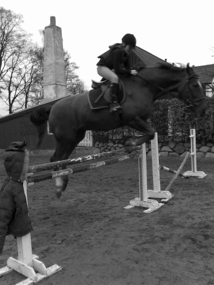 Svensk Varmblod Larkando Monet -  Cecilie og Monet springer 105 cm! (: Hesten kan sq hoppe! billede 7