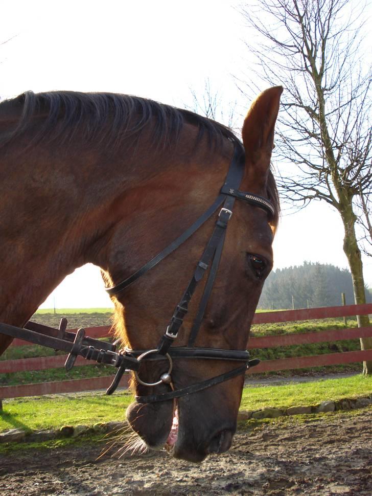 Svensk Varmblod Larkando Monet - Monet i parade 8) billede 8