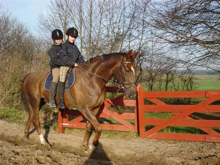 Svensk Varmblod Larkando Monet - Laura og Tina skulle lige prøve på samme tid xD billede 9