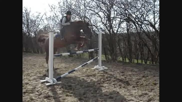 Svensk Varmblod Larkando Monet - Monet og Tina springer (: billede 10