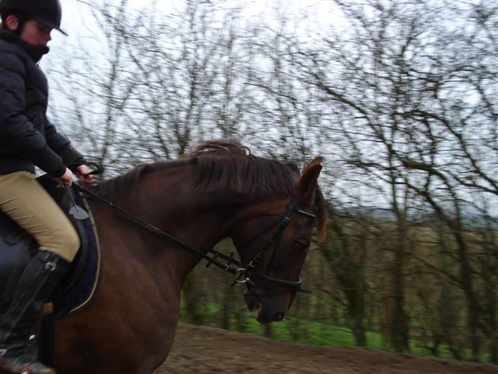 Svensk Varmblod Larkando Monet - Cecilie der rider dressur på Monet (: billede 11