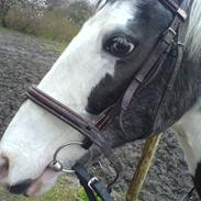 Anden særlig race Pascal